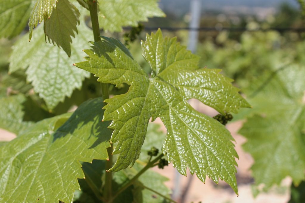 Marquets-Agroecologie